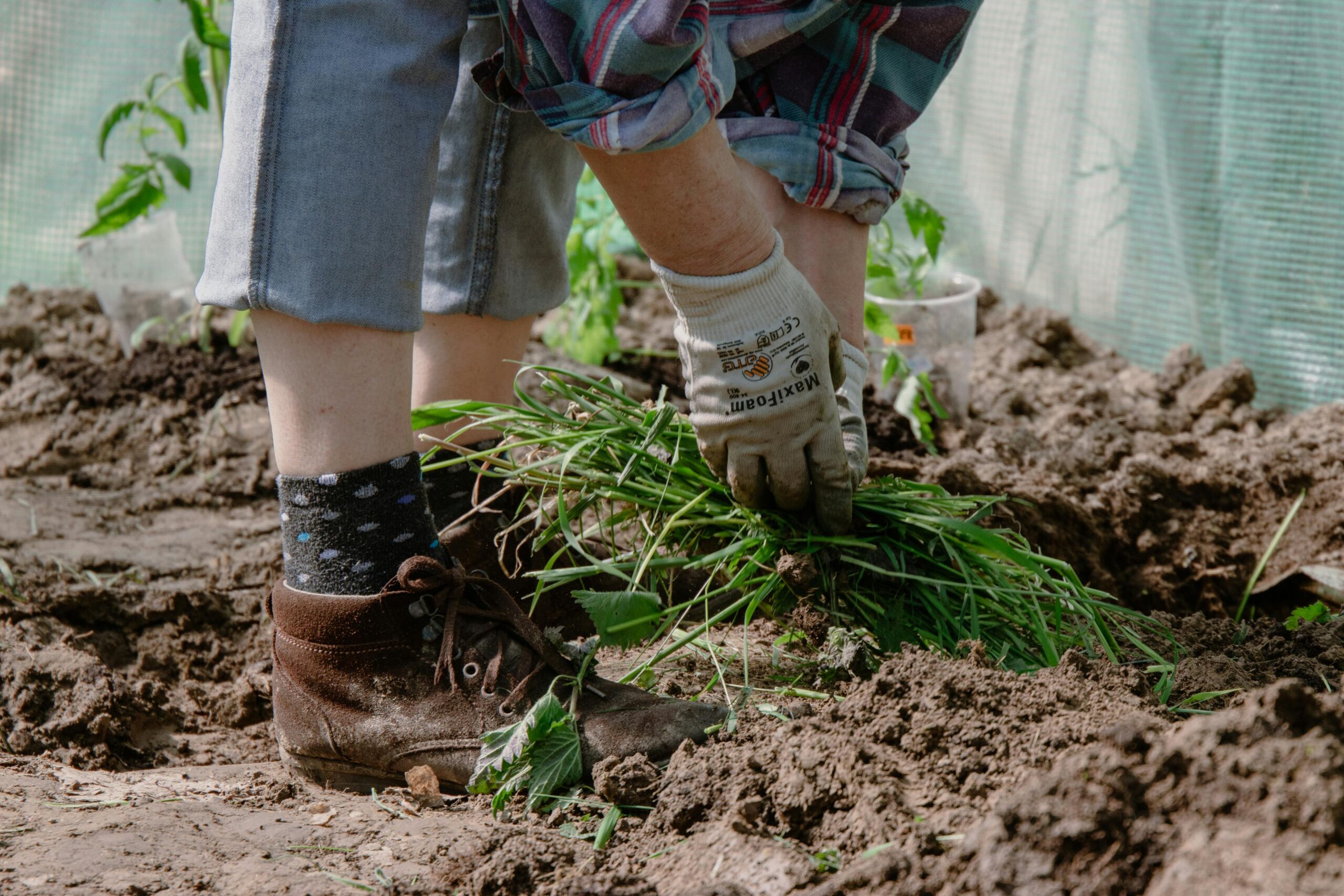 Read more about the article The Therapeutic Benefits of Gardening