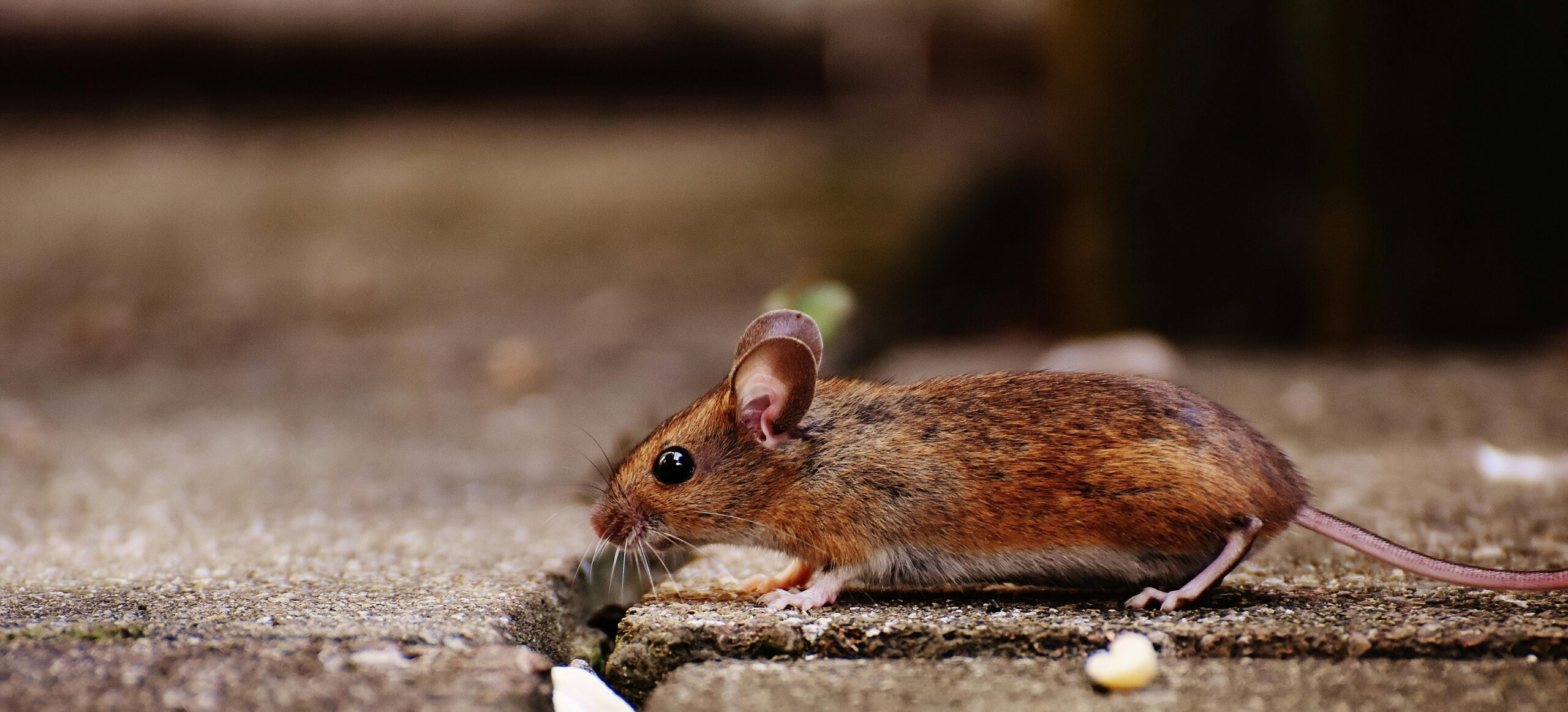 Read more about the article 10 Tips for Keeping Mice Out of Your Camper